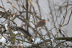 Rotkehlchen (F064808)