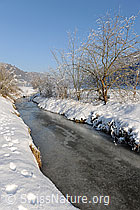F064853: Ufergehölz und Schnee am Bach