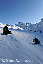 F065155: Junge Tannen im Schnee