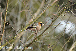 Foto: Kernbeisser (Coccothraustes coccothraustes)