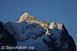 F065332: Morgenstimmung am Wetterhorn