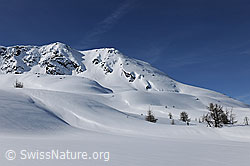F066245: Unberührte Winterlandschaft mit Hirli