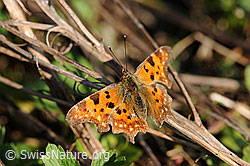 C-Falter (Polygonia c-album) (F066367)