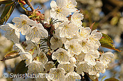 F066635: Blüte des Kirschbaums
