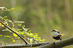 F066661: Wasseramsel (Cinclus cinclus) auf Zweig sitzend