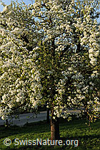 F066755: Birnbaum