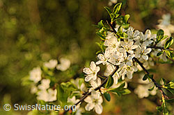 F066757: Birnbaum, Blüte