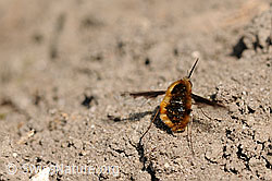 Grosser Wollschweber beim Aufnehmen von Sand (F066882) Grosser Wollschweber beim Aufnehmen von Sand (F066882)