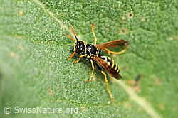 Französische Feldwespe (Polistes dominula) (F066885)