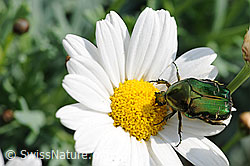 Wassertropfen auf Blüte einer Margerite