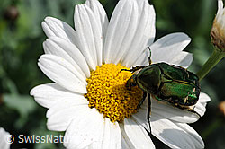 Goldglänzender Rosenkäfer (Cetonia aurata) auf Gewöhnlicher Wiesen-Margerite (Leucanthemum vulgare) (F066899)