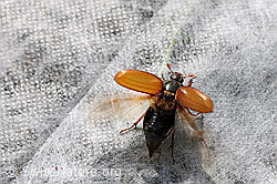 Foto: Maikäfer (Melolontha melolontha)