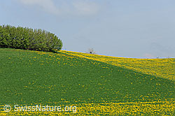 F066990: Hecke und blühende Löwenzahnwiesen