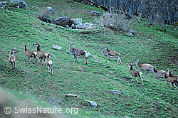 Foto: Herde Rothirsche