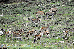 Foto: Herde Rothirsche