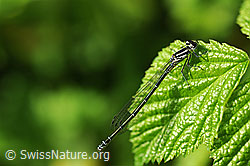 F067302: Hufeisen-Azurjungfer (Coenagrion puella)