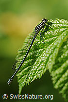 F067307: Hufeisen-Azurjungfer (Coenagrion puella)
