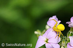 Veränderliche Krabbenspinne (Misumena vatia) auf Gemeiner Nachtviole (Hesperis matronalis)