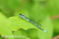 F067389: Hufeisen-Azurjungfer (Coenagrion puella)