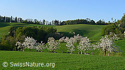 F067424: Frühling im Obstgarten