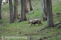 F067679: Steinbock unterwegs im Wald