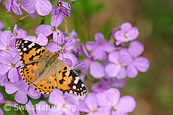 Gemeine Nachtviole (Hesperis matronalis)