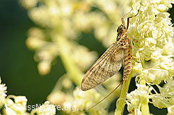 Eintagsfliege an Blütendolde (F068101)