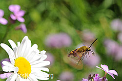 Hummelschwärmer (Hemaris fuciformis) im Flug (F068121)