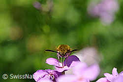 Hummelschwärmer (Hemaris fuciformis) auf Blüte (F068129)