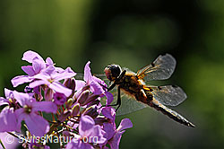 Libelle: Vierfleck (Libellula quadrimaculata)