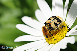 Wassertropfen auf Blüte einer Margerite