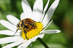 Gebänderter Pinselkäfer (Trichius fasciatus) (F068158)