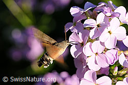 Taubenschwänzchen (Macroglossum stellatarum) (F068236)