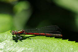 F068248: Frühe Adonislibelle auf Blatt sitzend