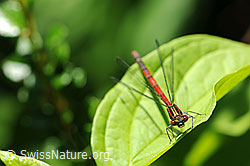 F068250: Libelle auf einem Blatt