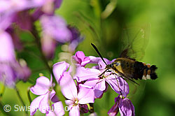 Hummelschwärmer (Hemaris fuciformis) auf Blüte (F068264)