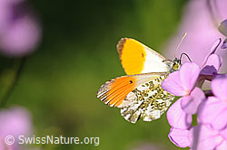 Schmetterling: Aurorafalter (F068272)