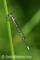 F068279: Hufeisen-Azurjungfer (Coenagrion puella)