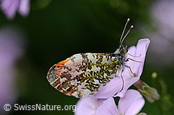 Aurorafalter (Anthochais cardamines) (F068289)