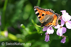 Kleiner Fuchs (Aglais urticae) auf Blütendolde (F068492)