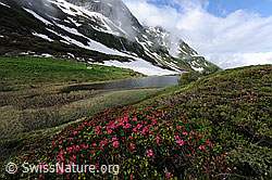 F068809: Alpenrosen und Bergsee
