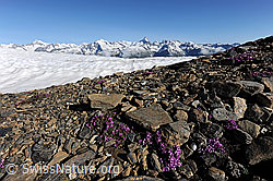 Foto: Steinbrech, Schneefeld und Alpenkette