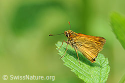 Rostfarbener Dickkopffalter (Ochlodes venatus) (F069426)