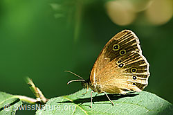 Photo: Aphantopus hyperantus