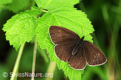 Photo: Aphantopus hyperantus