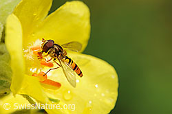 Schwebefliege auf gelber Blüte (F069722)