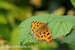C-Falter (Polygonia c-album) (F069737)