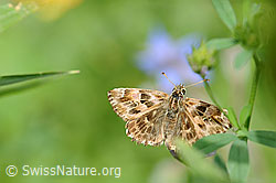 Foto: Malven-Dickkopffalter (Carcharodus alceae)