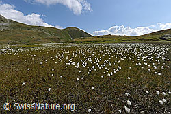 F070693: Blühendes Wollgras in Moorlandschaft
