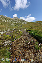 F070701: Bergbach und Alpweiden